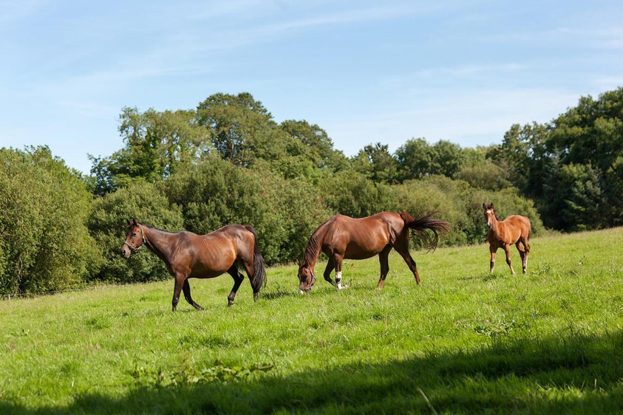 Coolcormack Stud B&B Dungarvan  Bagian luar foto